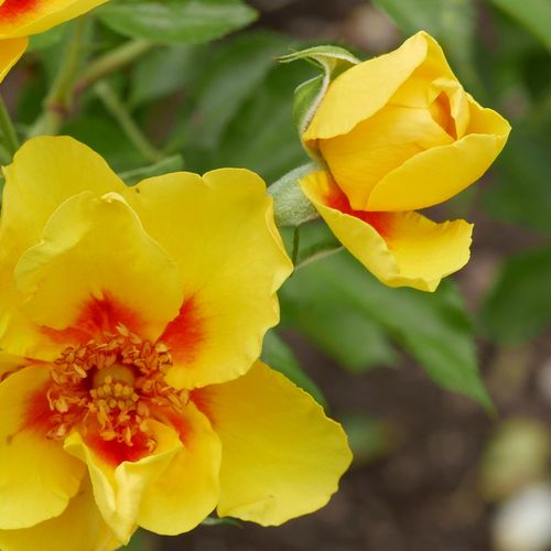 Rosa  Eyeconic® - žlutá - bordova - Stromková růže s klasickými květy - stromková růže s převislou korunou